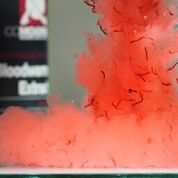 CC Moore Liquid Bloodworm Compound